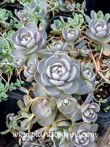 Chinese Dunce Cap (Orostachys iwarenge)